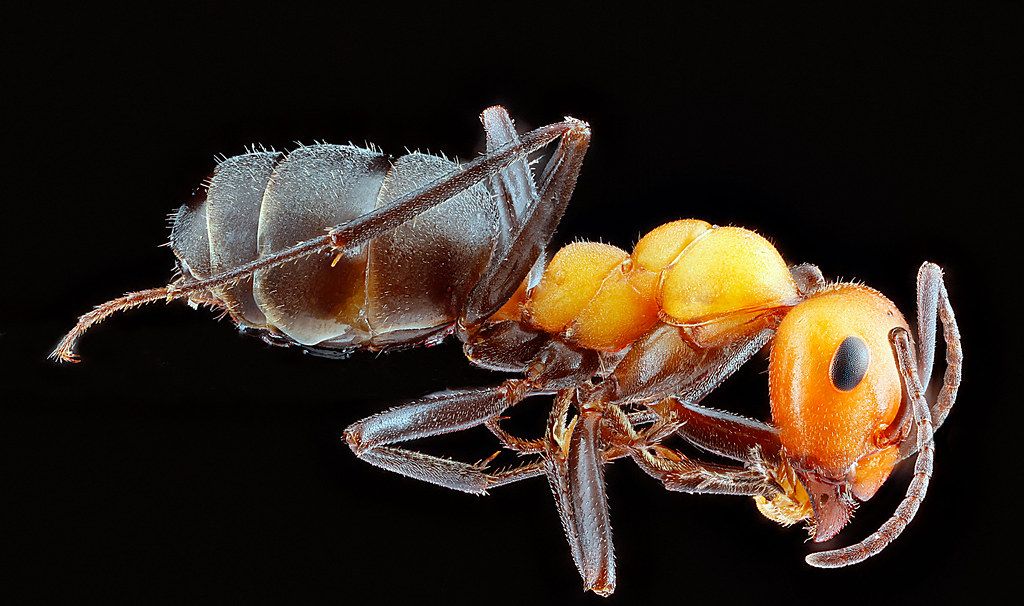 Ant Control service in Leander, TX