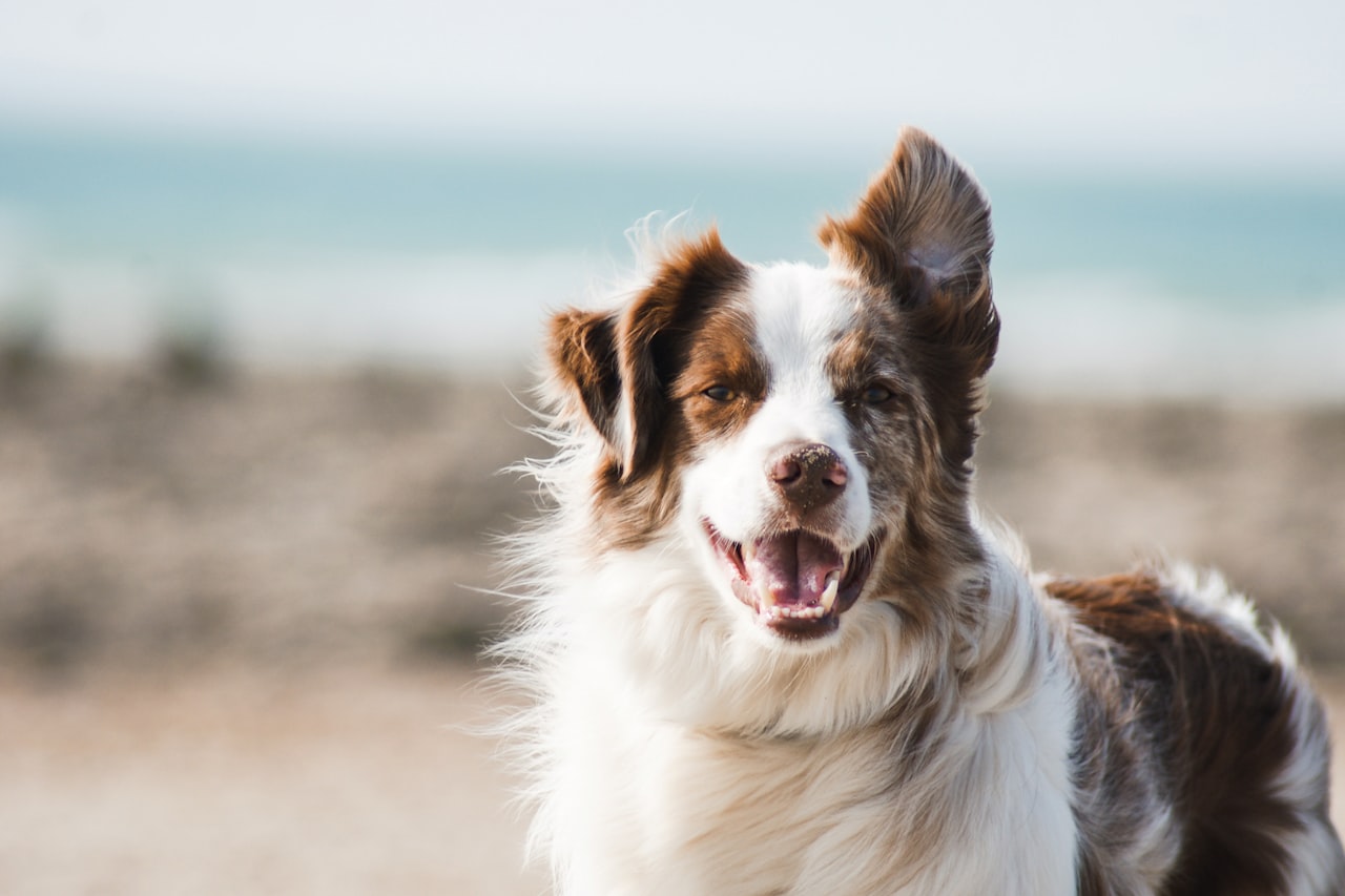 Flea & Tick Control service in Leander, TX