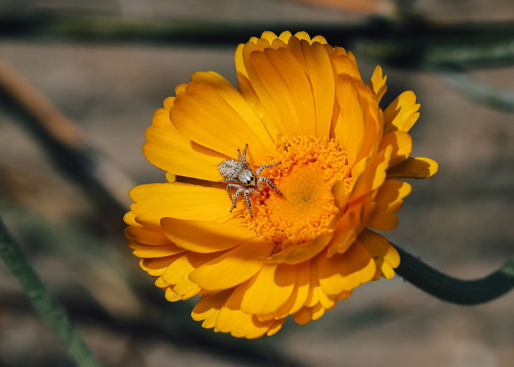 Spider Control service in Leander, TX
